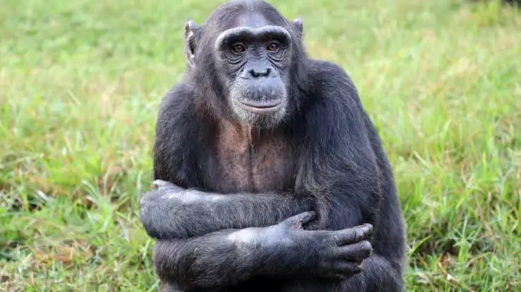 A Most Distinguished Monkey (technically a chimpanzee, which is an ape)